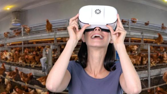 Rundum Öko: Hühner im Öko Naturland Betrieb mit der VR Brille ansehen!